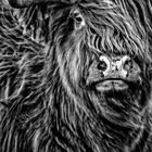 Highland Cattle