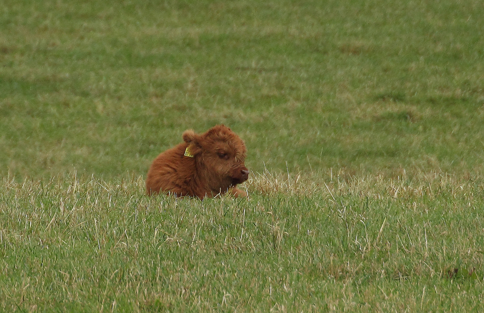 Highland Cattle...