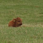 Highland Cattle...