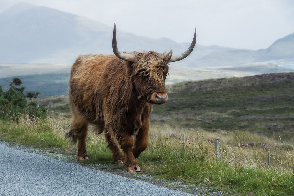 Highland Cattle