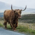 Highland Cattle