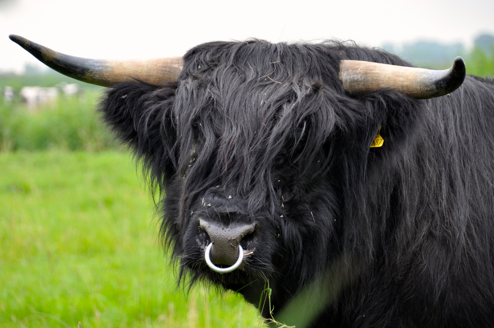 Highland Cattle Bulle