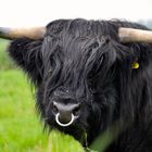 Highland Cattle Bulle