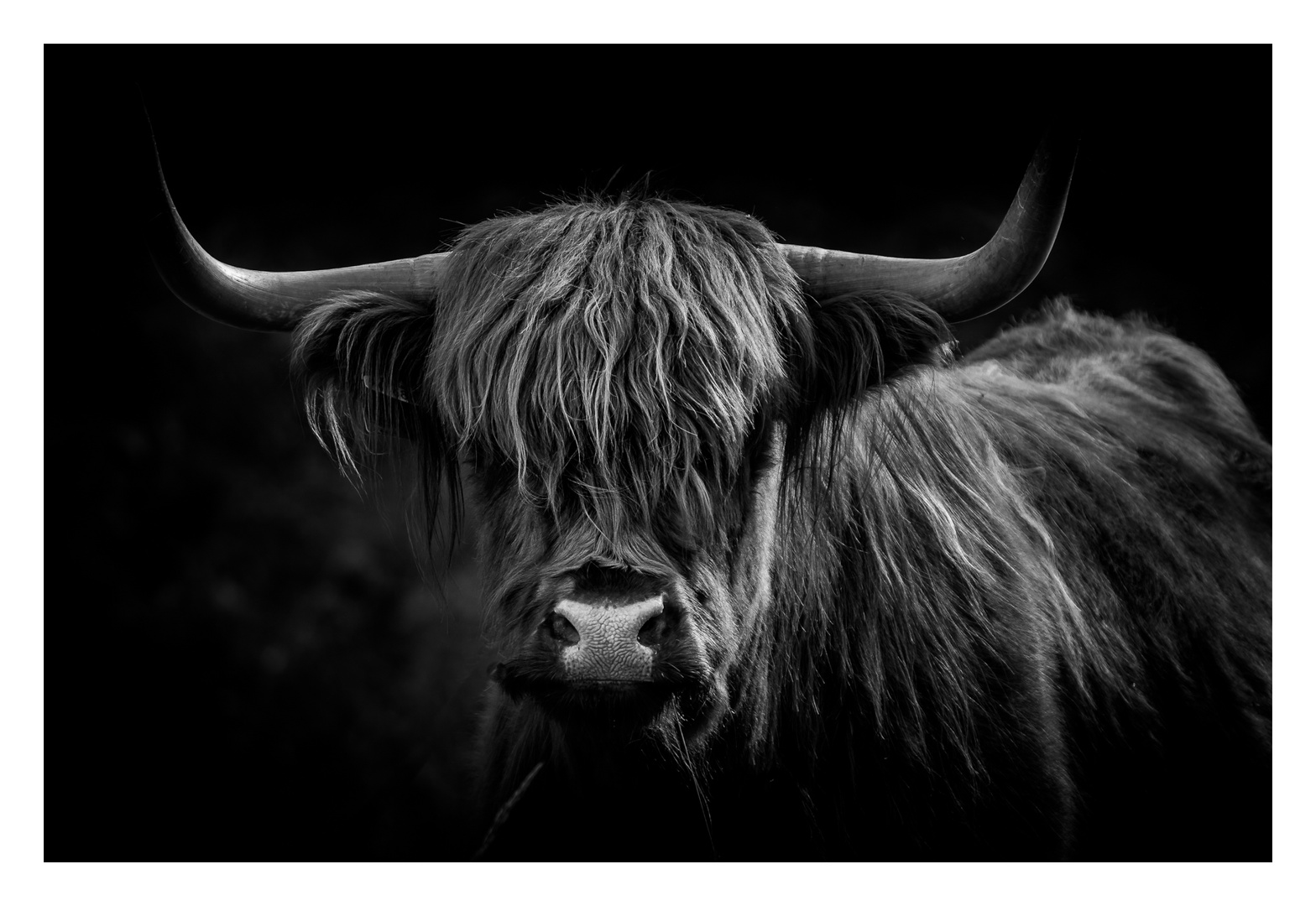 Highland Cattle