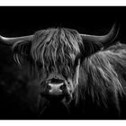 Highland Cattle