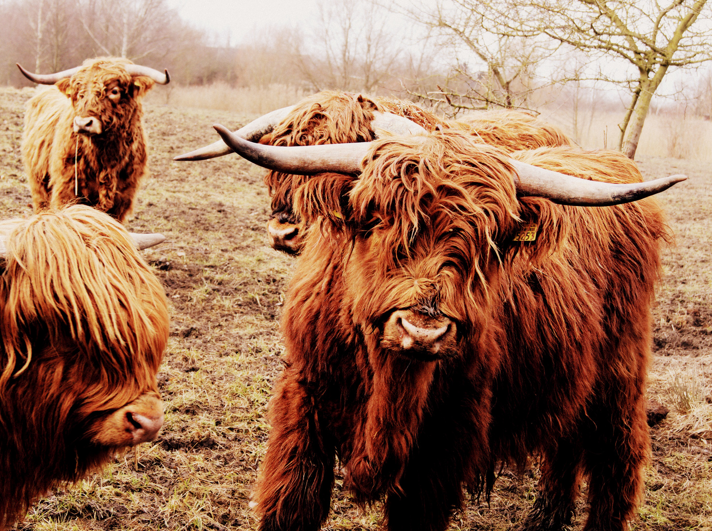 Highland cattle