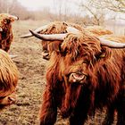 Highland cattle