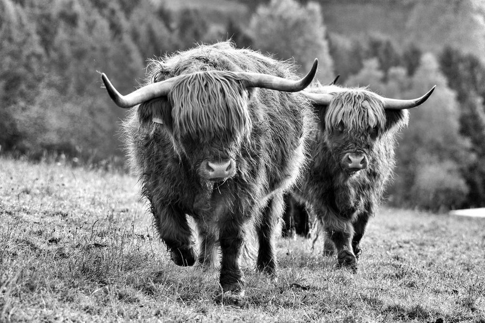 Highland Cattle