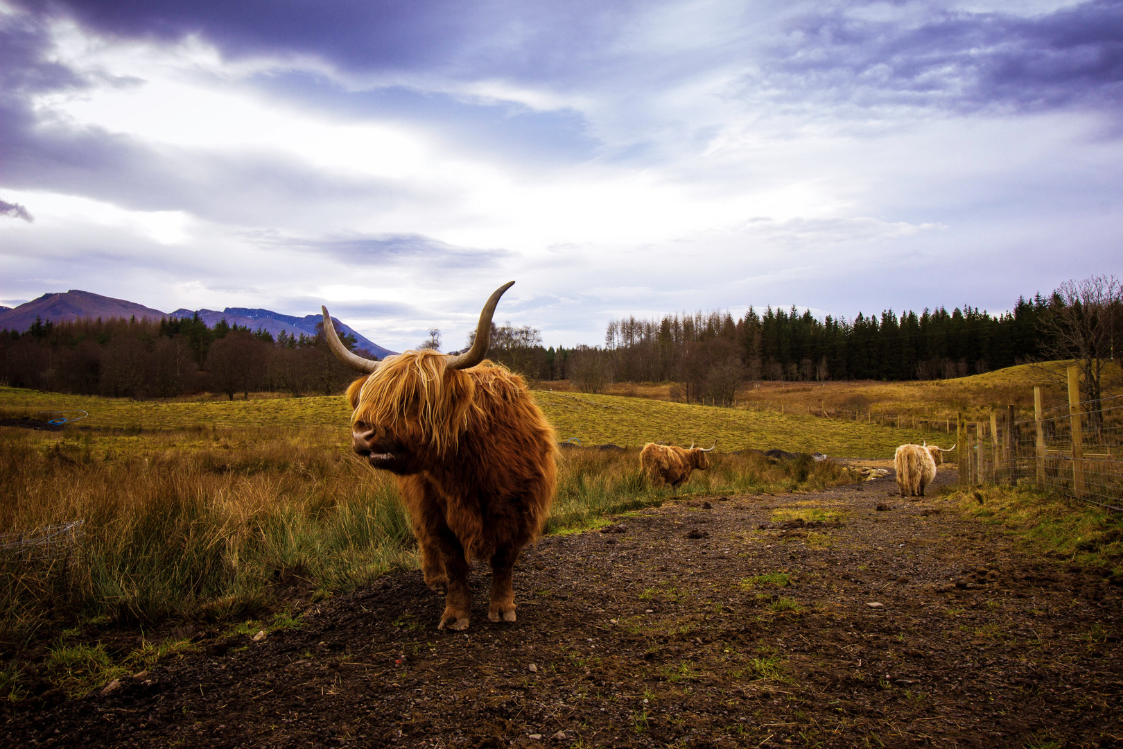 Highland cattle