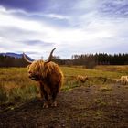 Highland cattle