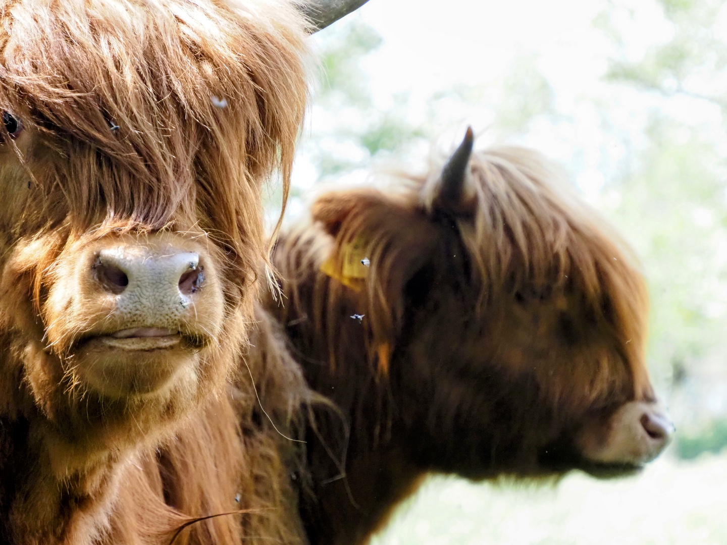 Highland Cattle