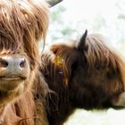 Highland Cattle