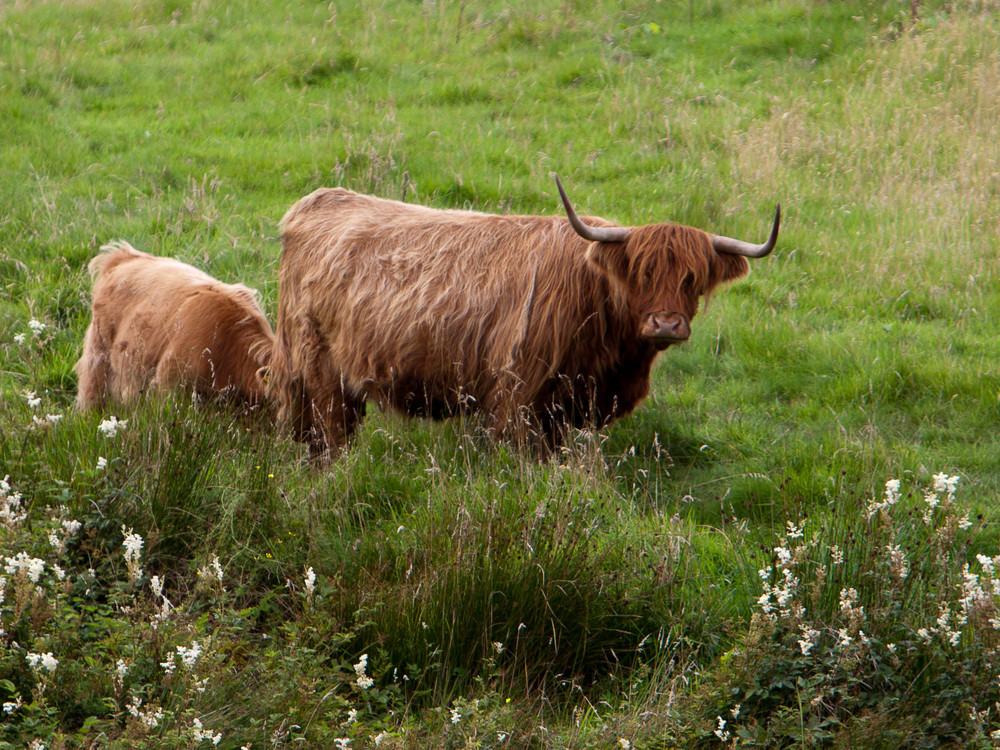 Highland Cattle