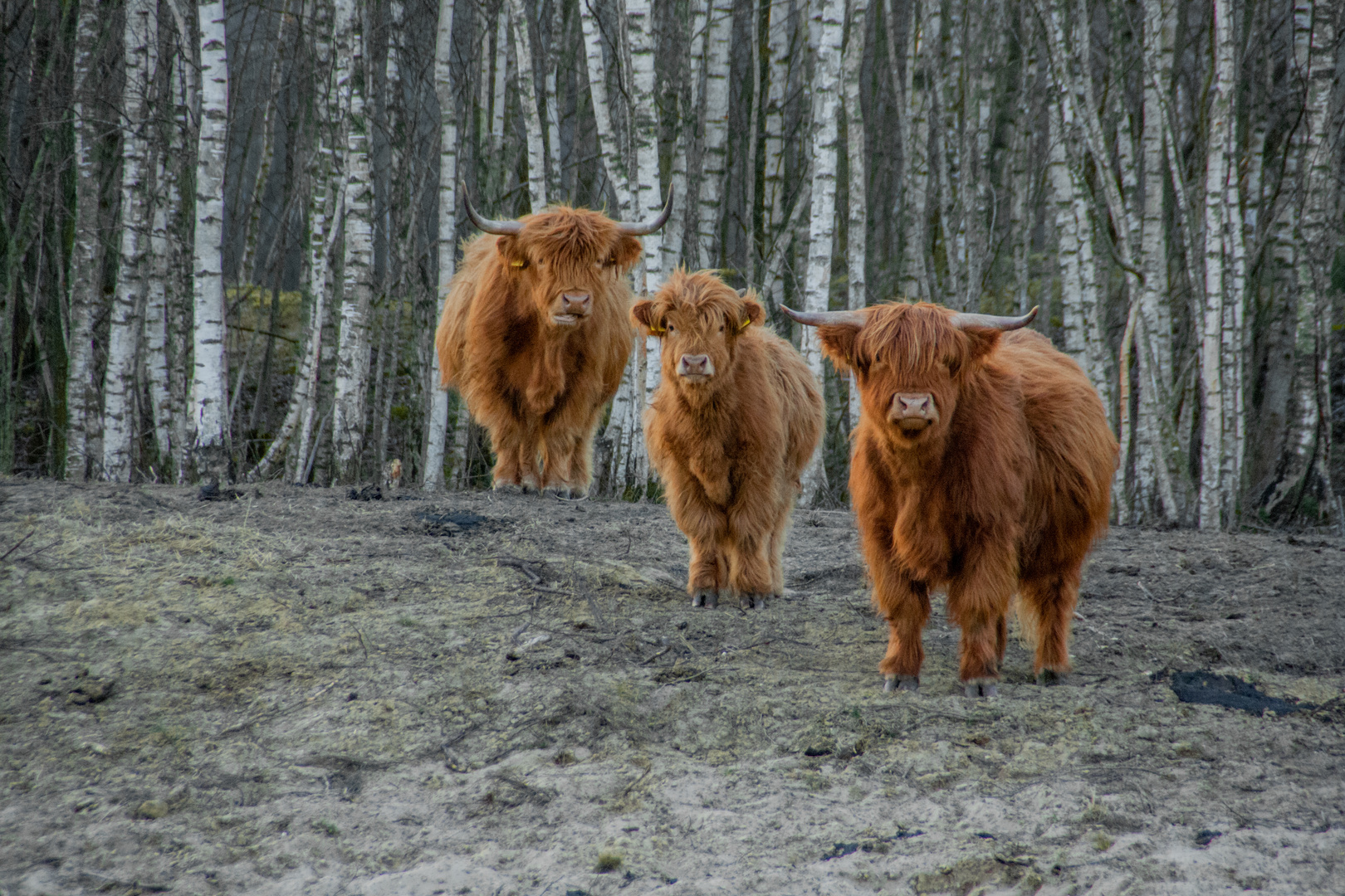 Highland Cattle 