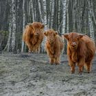 Highland Cattle 