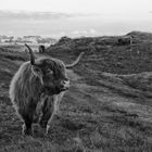 Highland Cattle