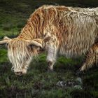 Highland Cattle