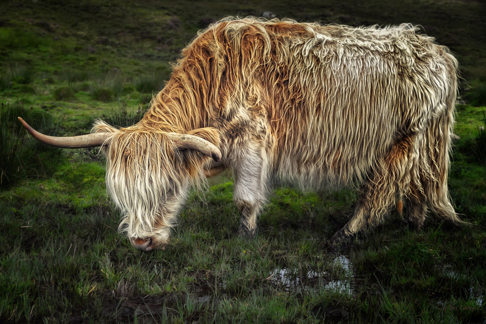 Highland Cattle