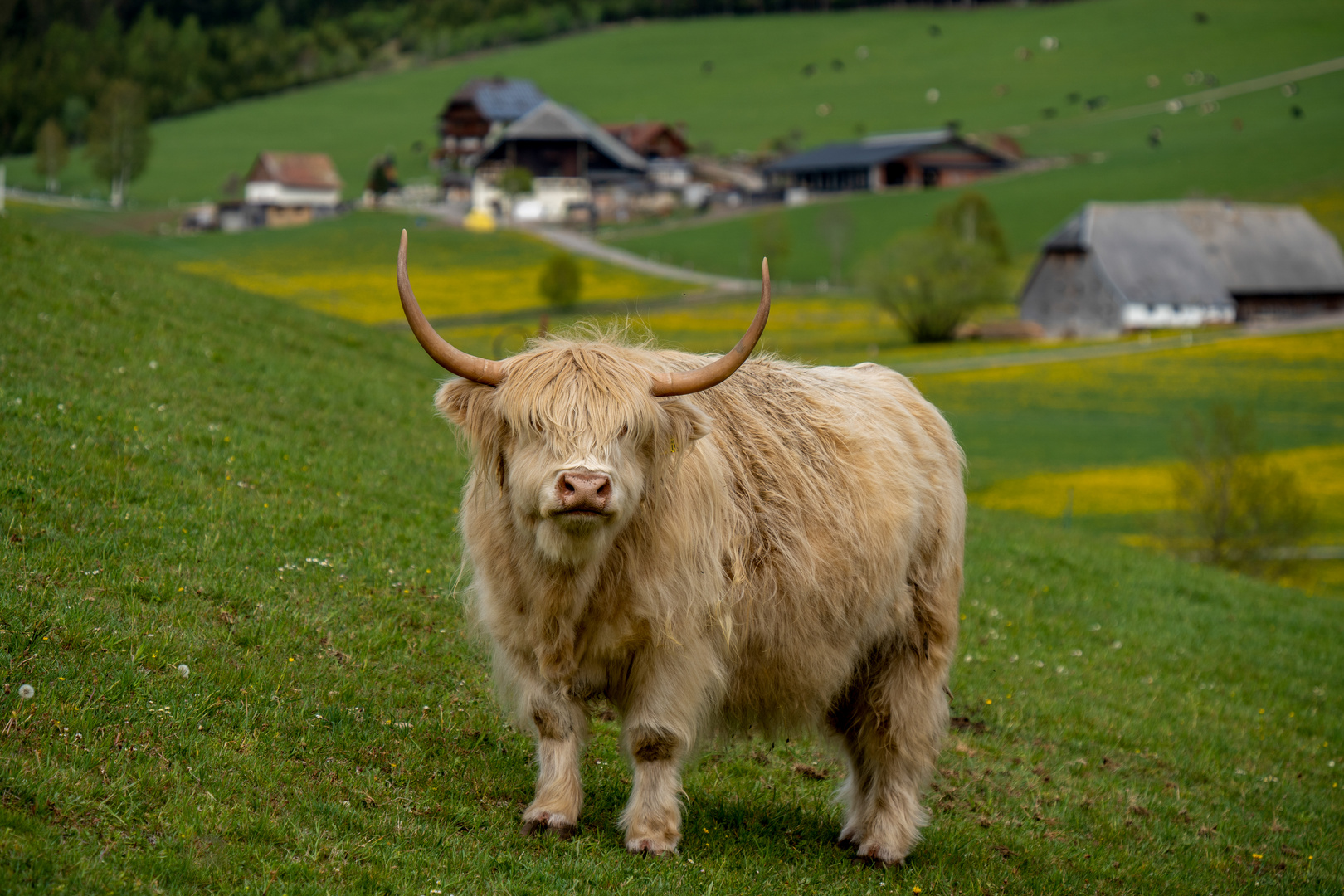 Highland Cattle 