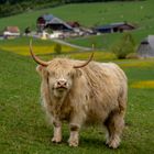 Highland Cattle 