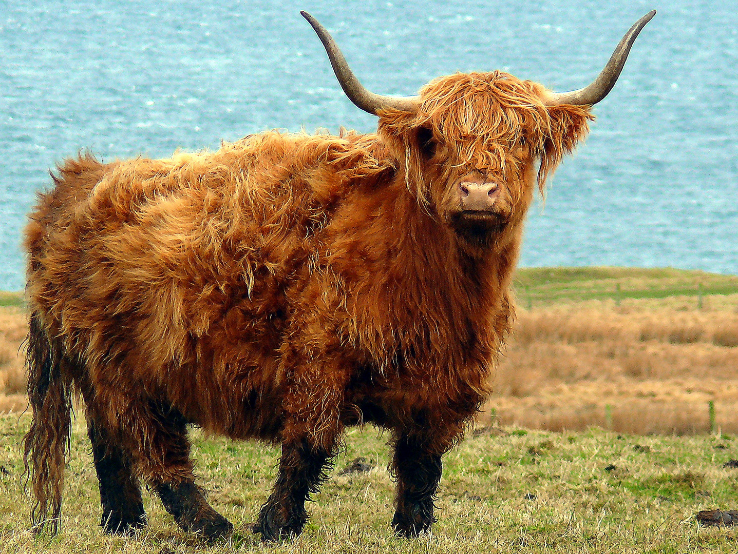 Highland Cattle