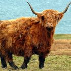 Highland Cattle