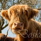 Highland Cattle