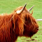 Highland Cattle