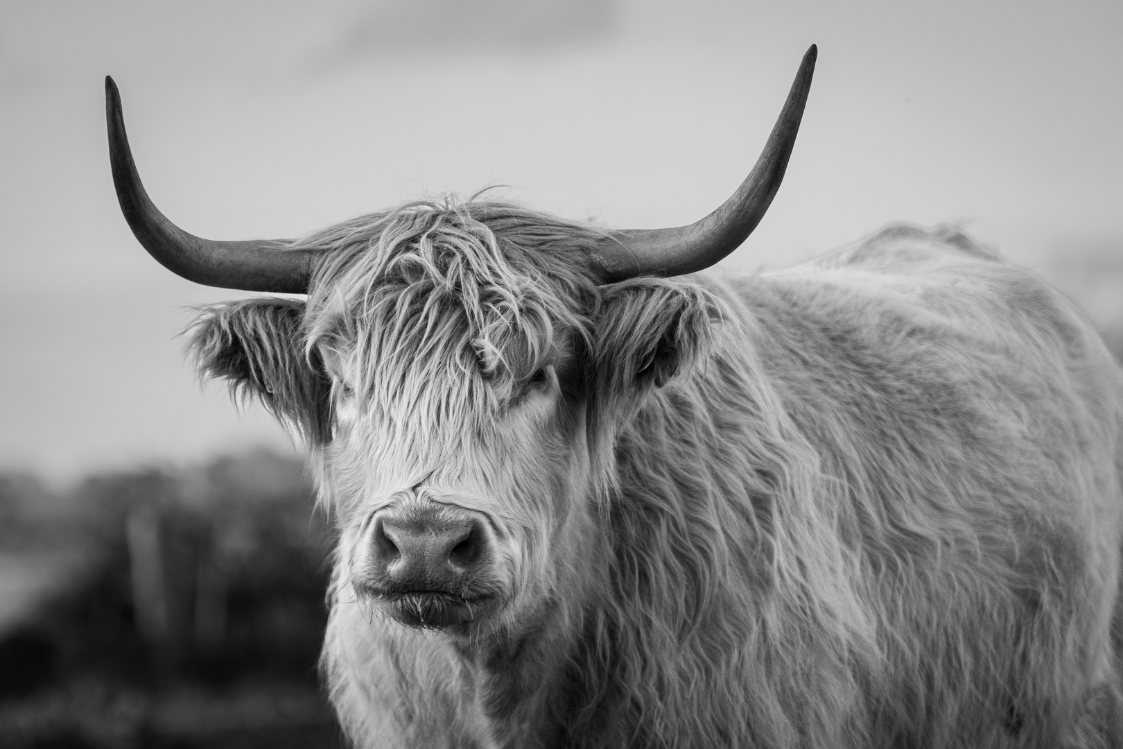 Highland Cattle