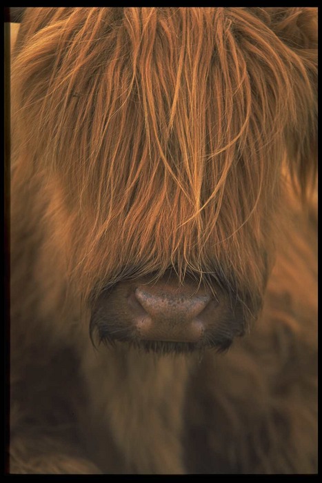 Highland Cattle