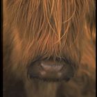 Highland Cattle