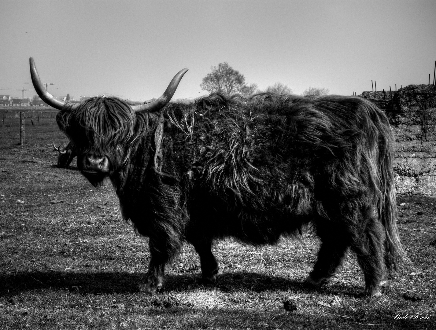 .....Highland Cattle....