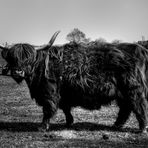.....Highland Cattle....