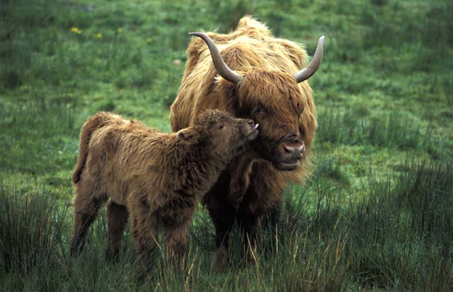 Highland Cattle