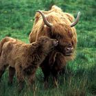 Highland Cattle