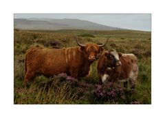 Highland Cattle