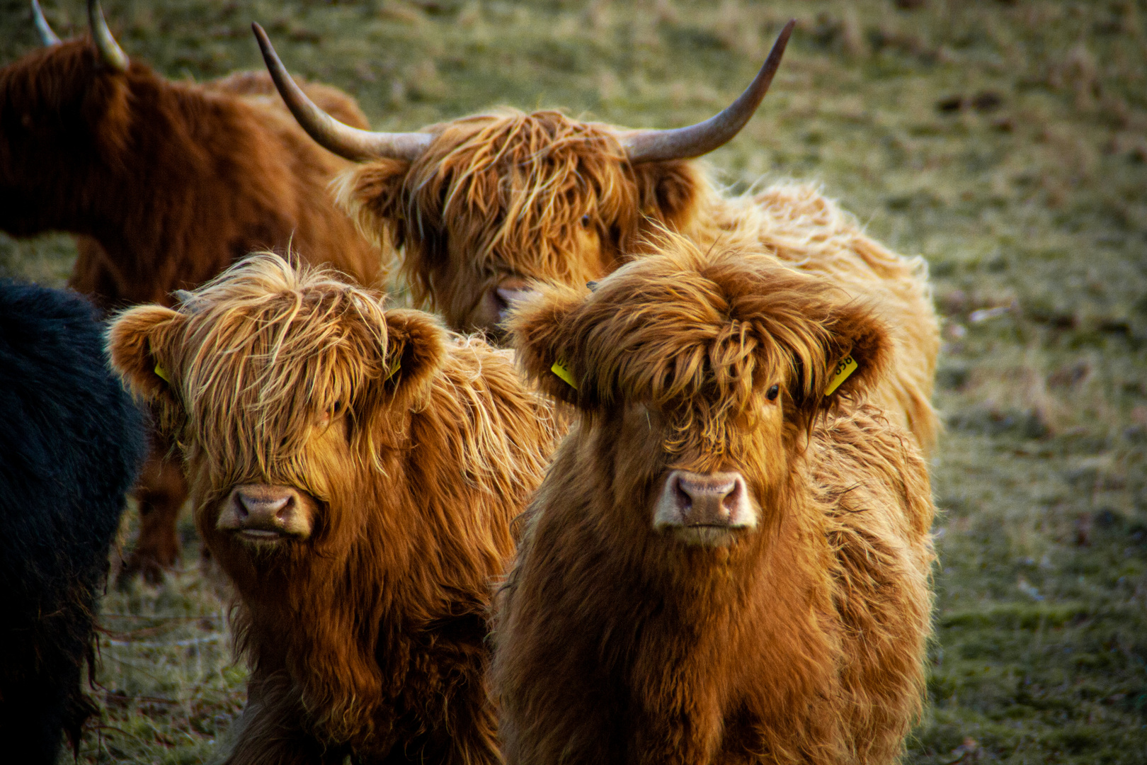 Highland Cattle 