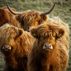 Highland Cattle 