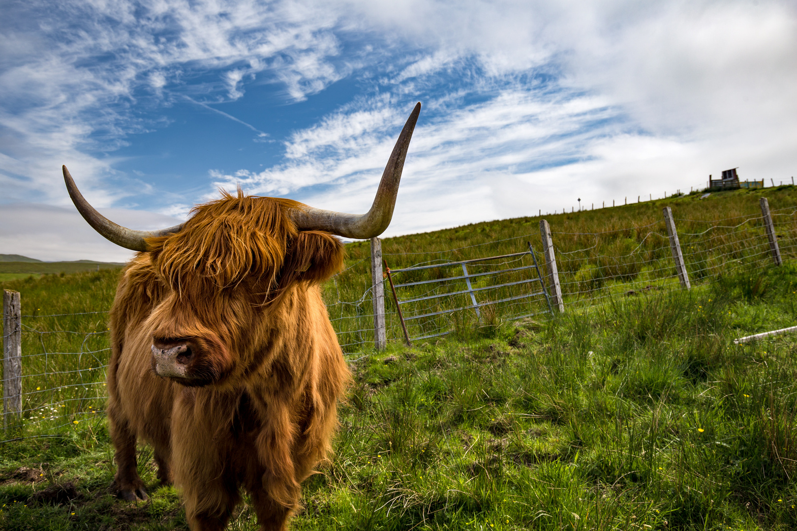 Highland Cattle