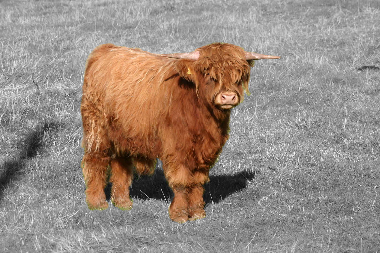 Highland Cattle