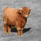 Highland Cattle