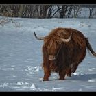 Highland Cattle...