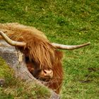 Highland Cattle II