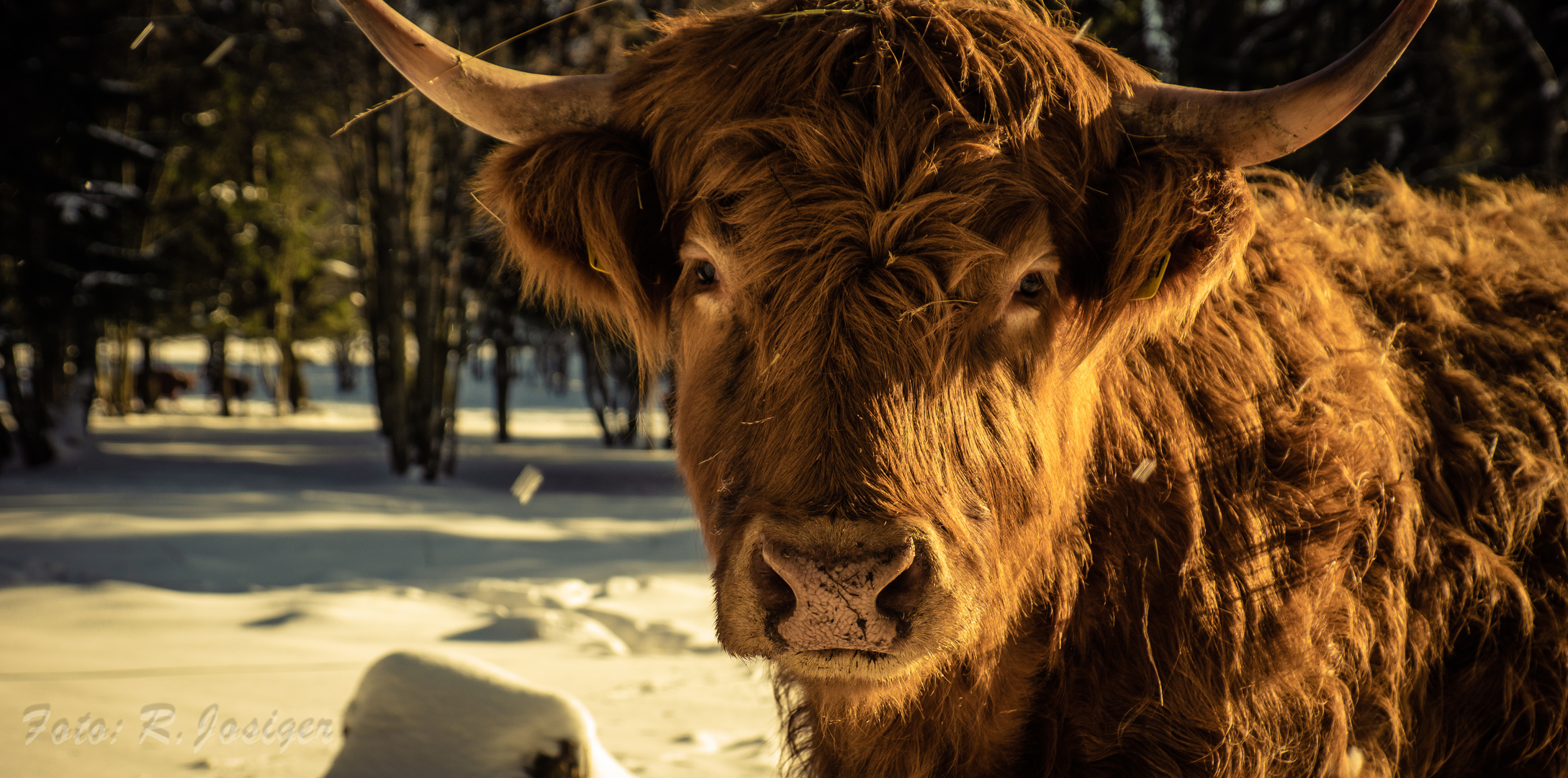 Highland Cattle - Ikone des schottischen Hochlands