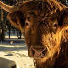 Highland Cattle - Ikone des schottischen Hochlands