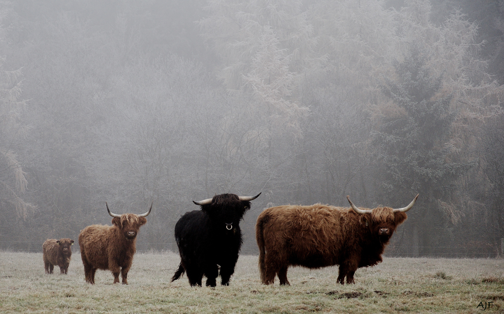 Highland-Cattle im Novembernebel