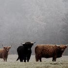 Highland-Cattle im Novembernebel