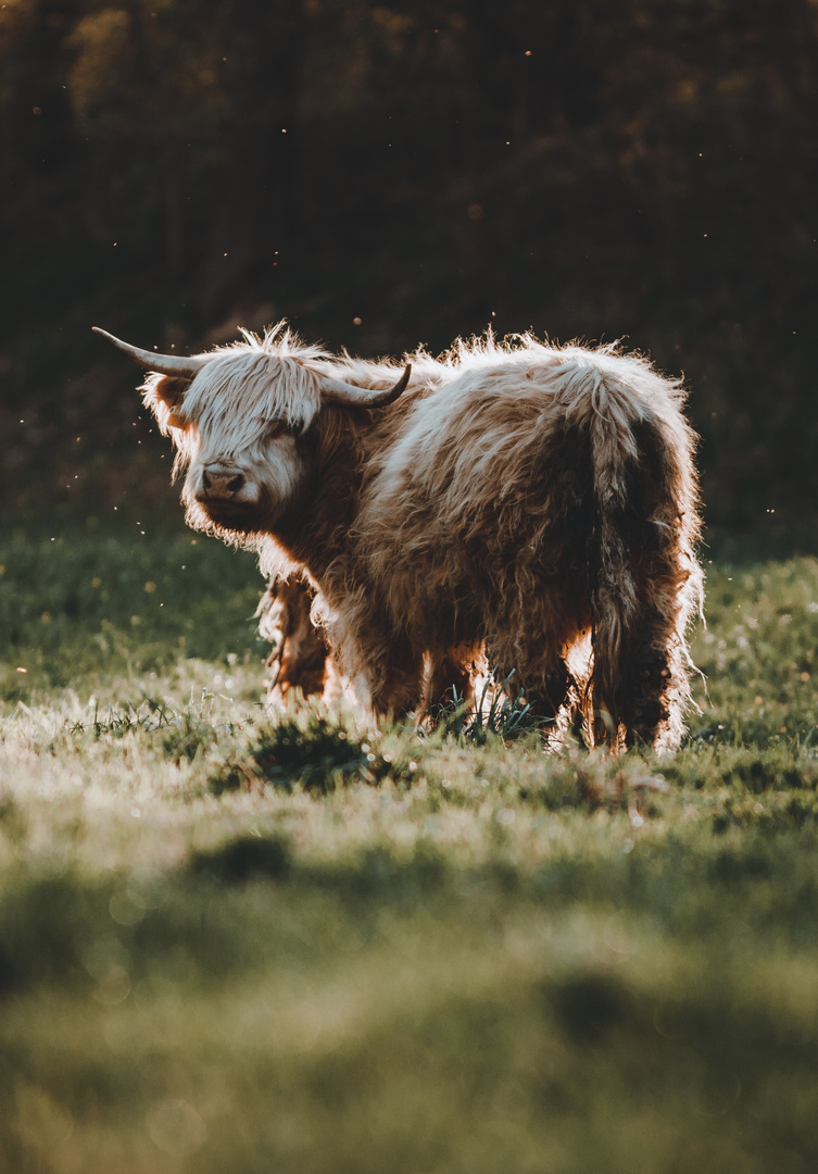 Highland cattle im Sonnenaufgang 