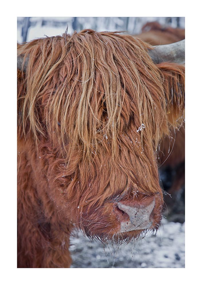 highland cattle portrait