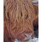 highland cattle portrait